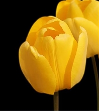 Tulipan Golden Apeldoorn 10 løg 